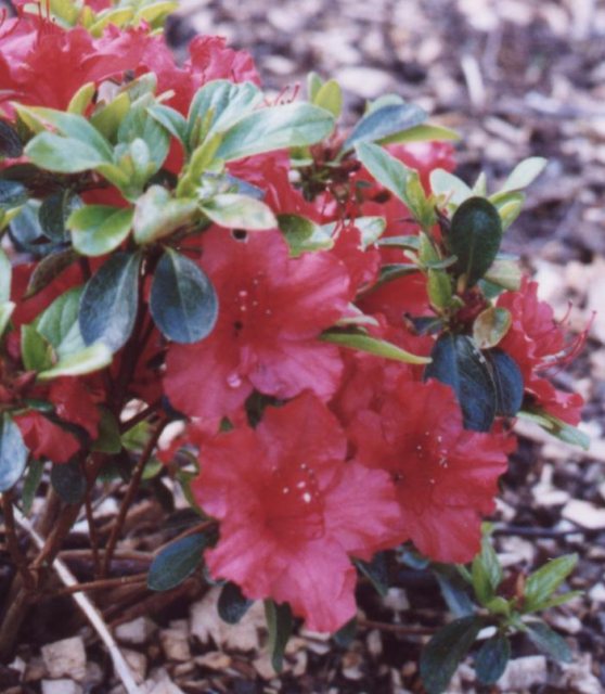 Evergreen Azalea Girard's Hot Shot