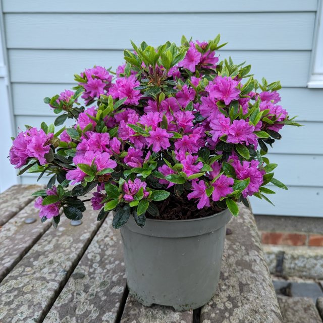 Azalea