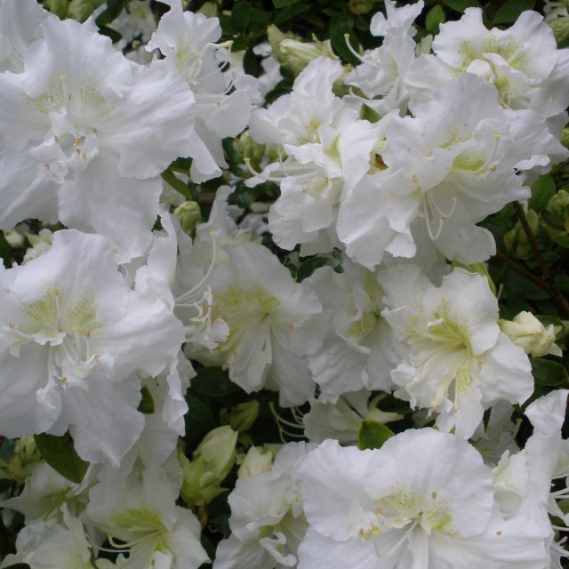 Evergreen Azalea Hardy Gardenia