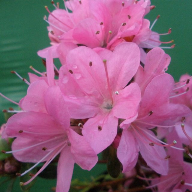 Evergreen Azalea Hinomayo  AGM