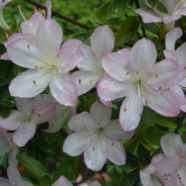 Evergreen Azalea Irohayama  AGM