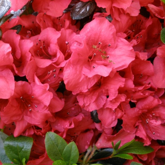 Evergreen Azalea Johanna  AGM