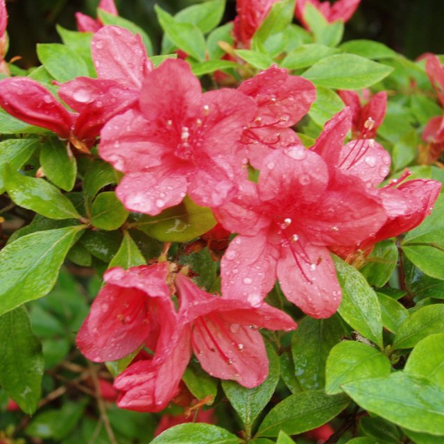 Evergreen Azalea kaempferi 'Damio'