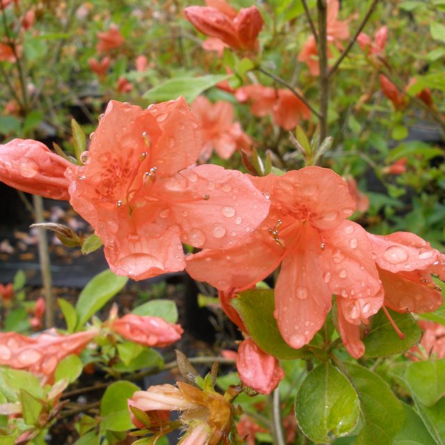 kaempferi 'Damio' Evergreen Azalea - Buy Rhododendron kaempferi 'Damio' -  Millais Nurseries