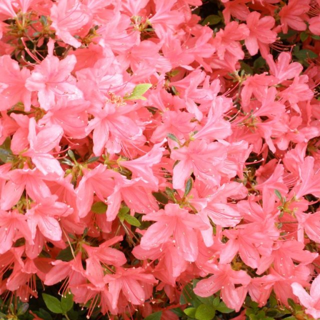 Evergreen Azalea kaempferi Firefly