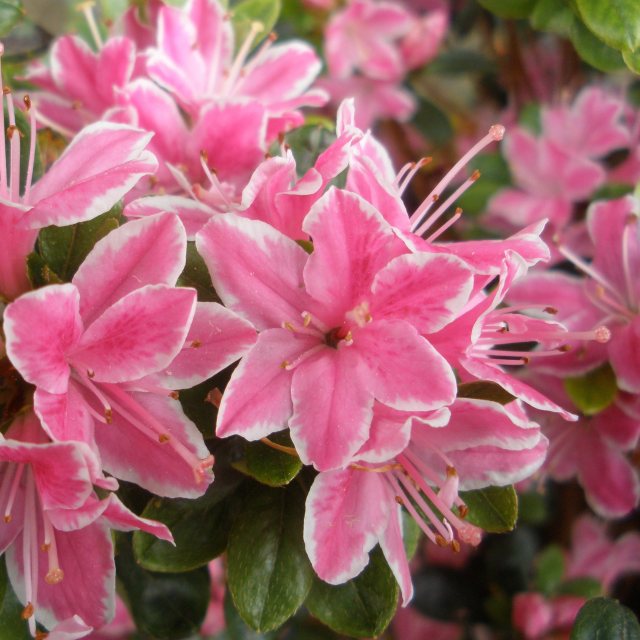 Evergreen Azalea Kermesina Rose AGM