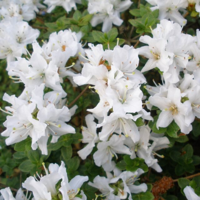 Evergreen Azalea kiusianum  'Album'  AGM