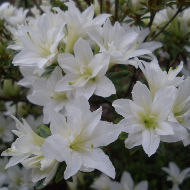 Evergreen Azalea Kure-no-yuki