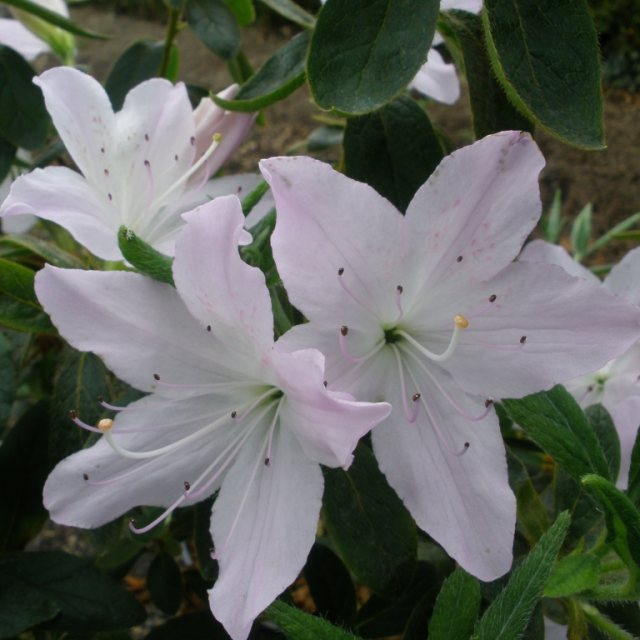 Evergreen Azalea Liliatum