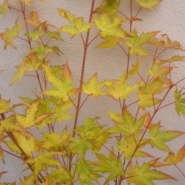 Acer palmatum 'Sango-kaku' (Senkaki)  AGM