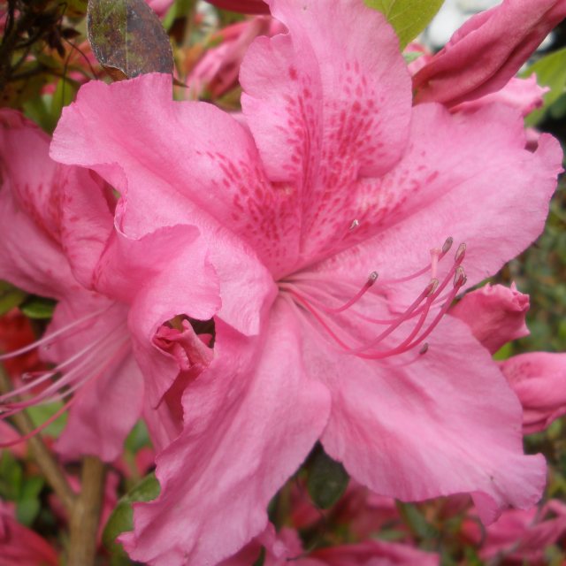 Evergreen Azalea Louise Dowdle