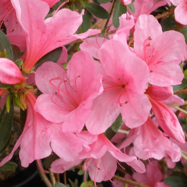 Evergreen Azalea Madame van Hecke