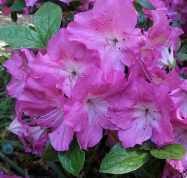 Evergreen Azalea Martha Hitchcock