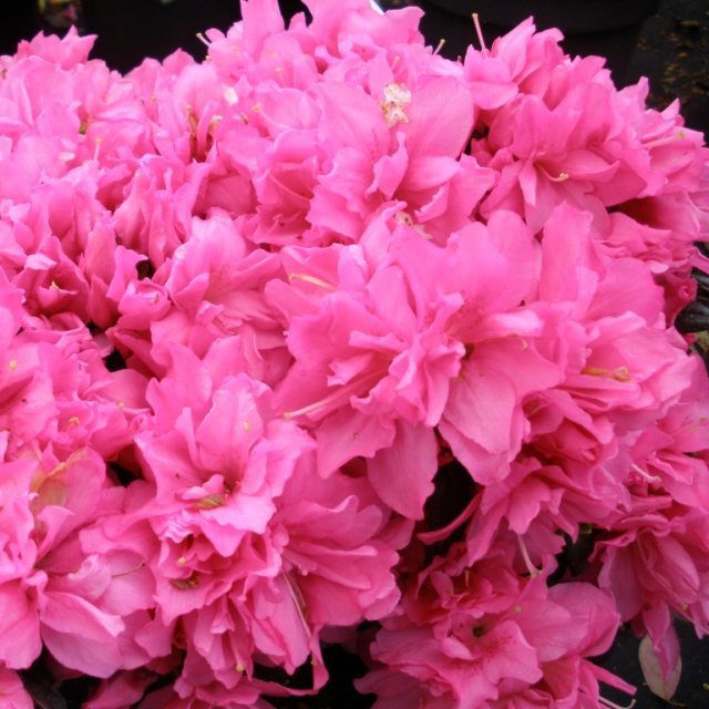 Evergreen Azalea Melina