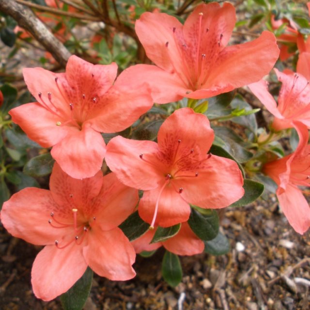 Evergreen Azalea Orange King AGM