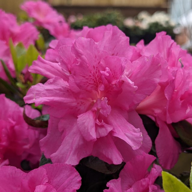 Evergreen Azalea Petticoat