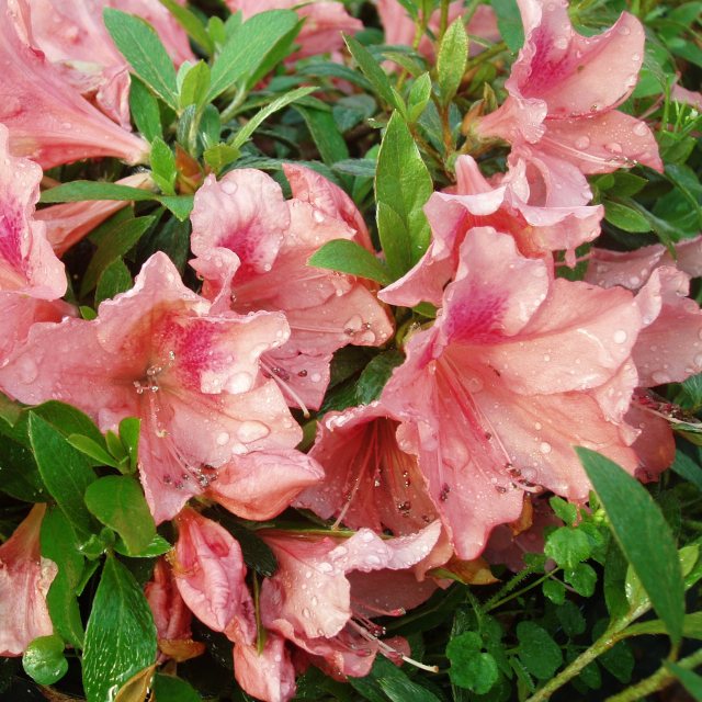 Evergreen Azalea Pink Pancake  AGM