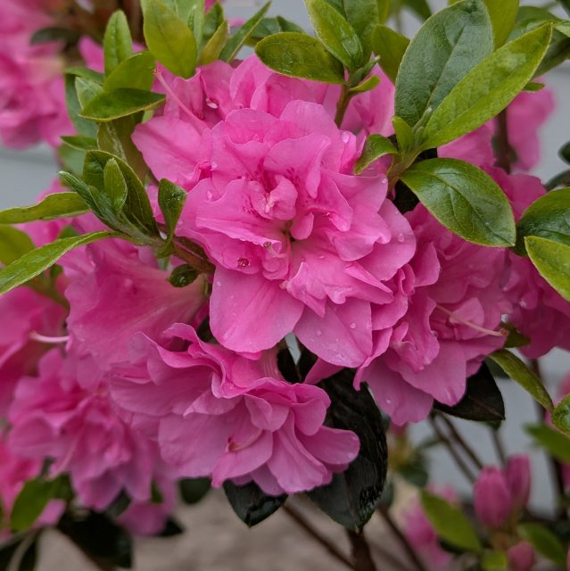 Evergreen Azalea Rosinetta