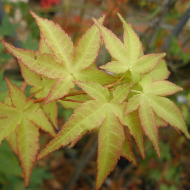 Acer palmatum 'Aureum'