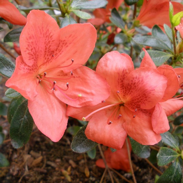 Evergreen Azalea Scout