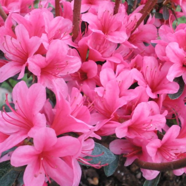 Evergreen Azalea Silvester