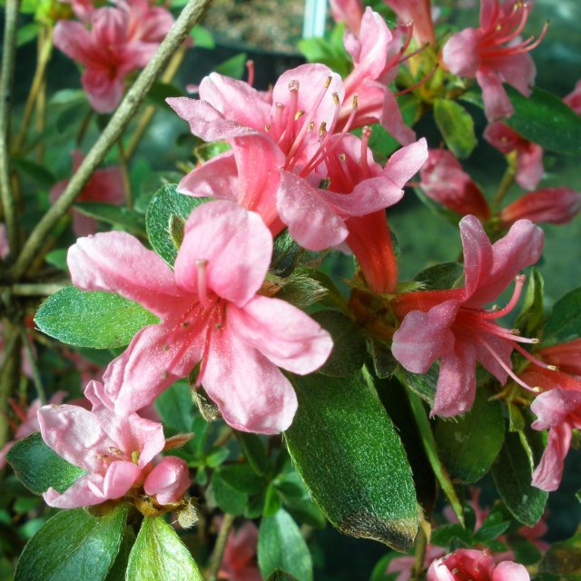 Silvester Evergreen Azalea - Buy Rhododendron Silvester online - Millais  Nurseries