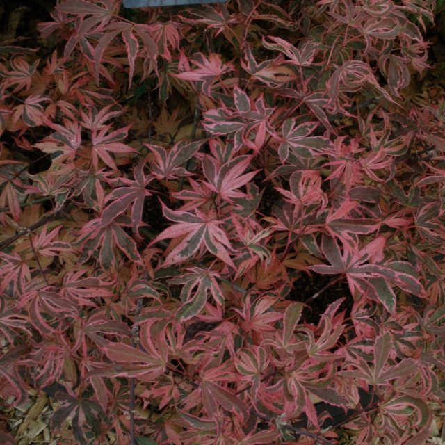 Acer palmatum 'Shirazz'