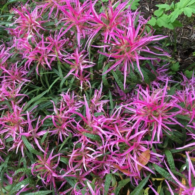 Evergreen Azalea stenopetalum 'Linearifolium'