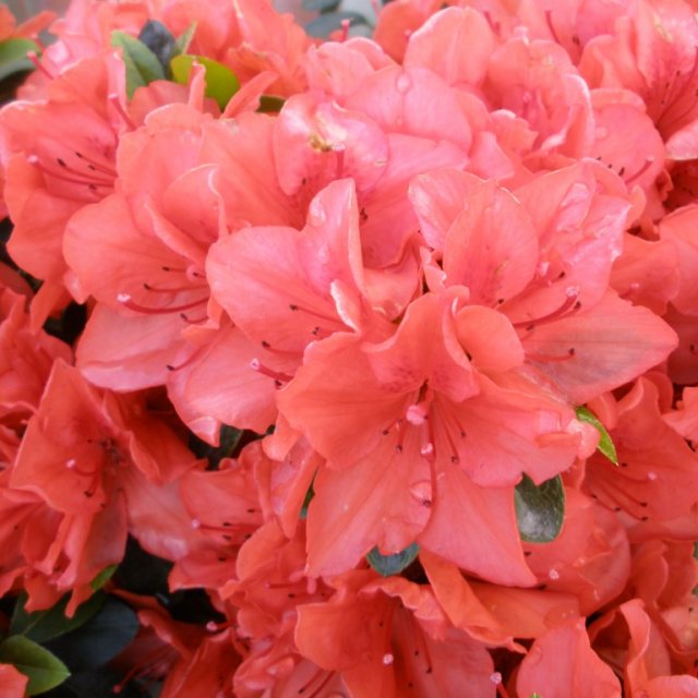 Evergreen Azalea Torchlight