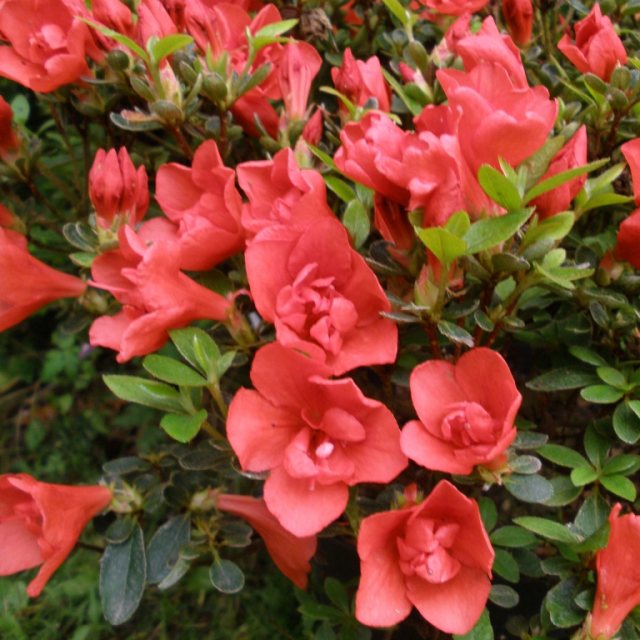 Evergreen Azalea Tuffet