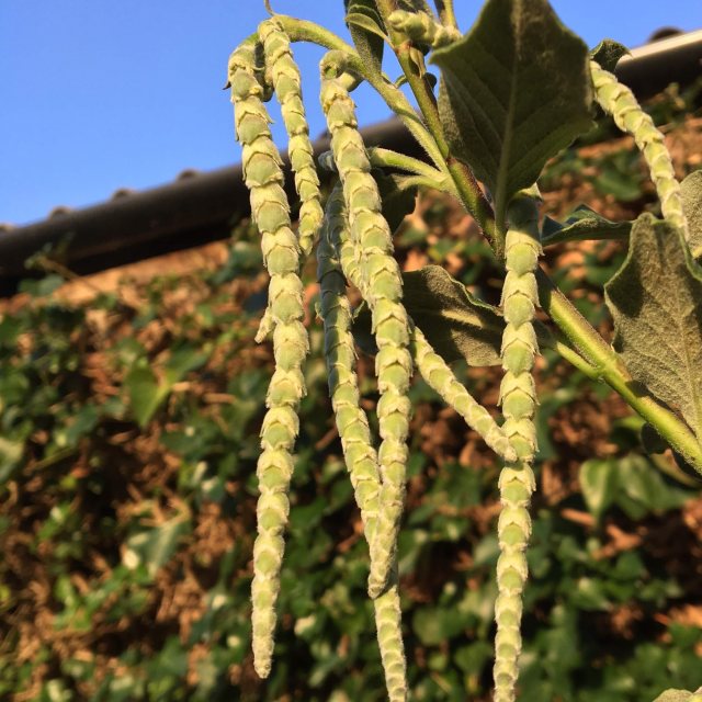 Garrya elliptica James Roof  AGM