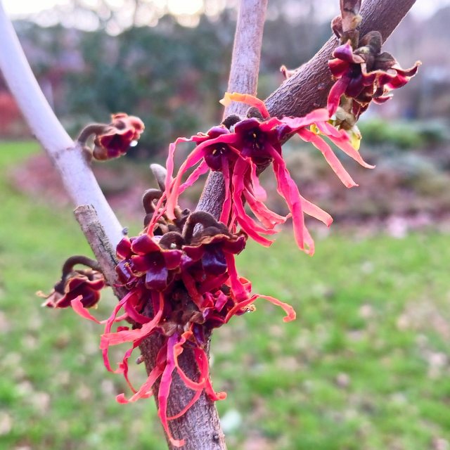 Hamamelis Diane