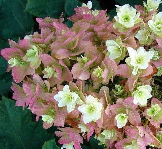 Hydrangea quercifolia Snowflake AGM