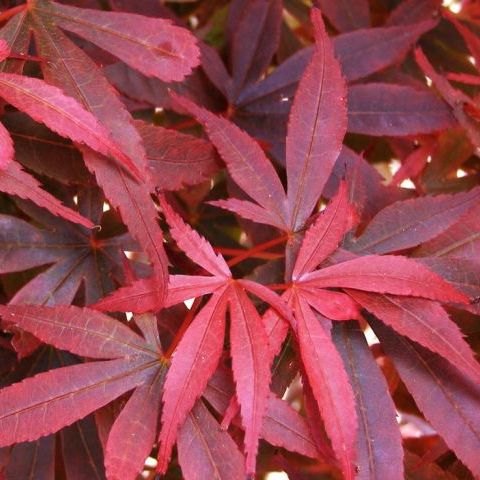 Acer palmatum 'Skeeters Broom'