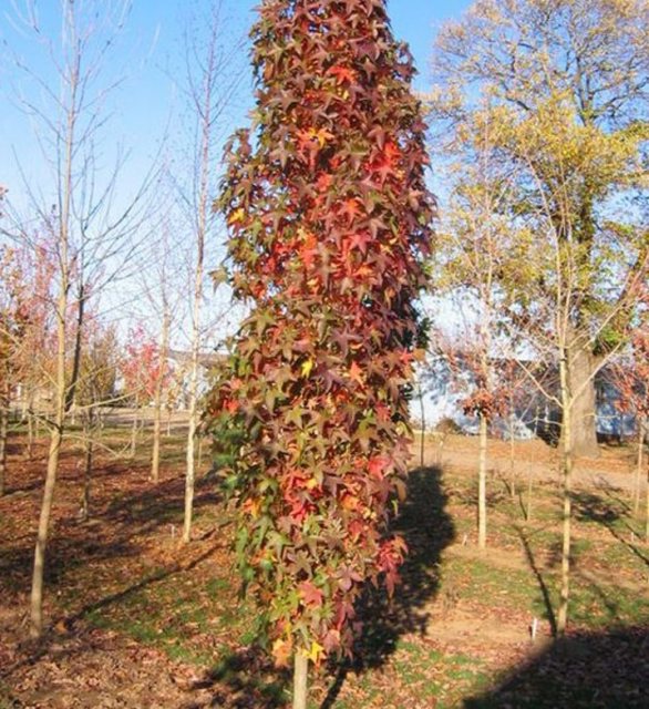 Liquidamber Slender Silhouette AGM