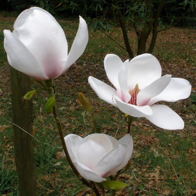 Magnolia Athene  AGM