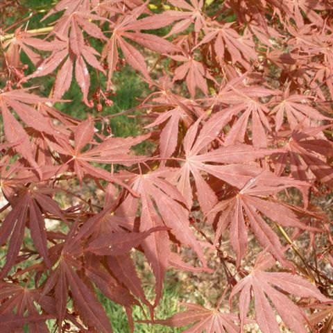 Acer palmatum 'Suminagashi'