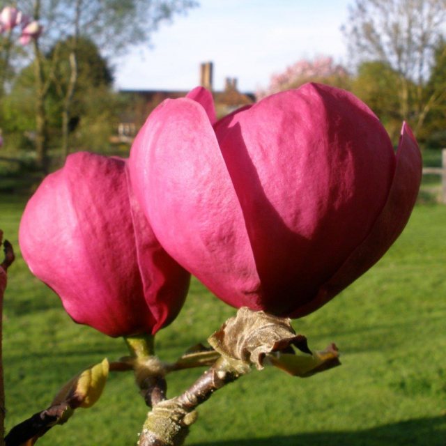 Magnolia Black Tulip