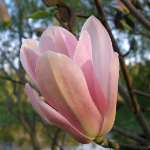 Magnolia Coral Lake - Buy Coral Lake Magnolias online - Millais Nurseries