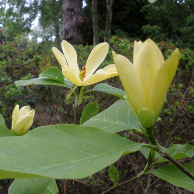 Magnolia Daphne  AGM