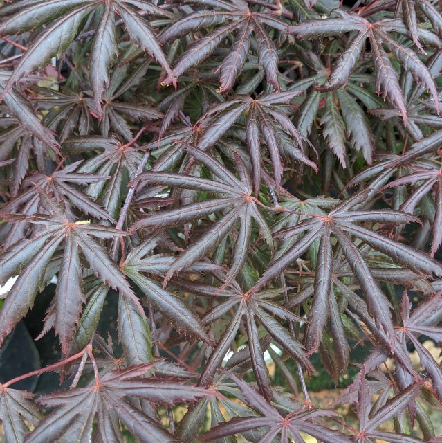 Acer palmatum 'Trompenburg'  AGM