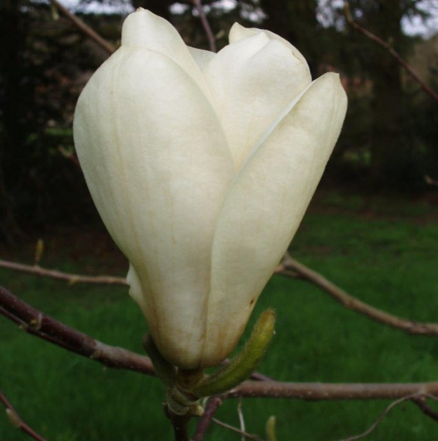 Magnolia Elisa Odenwald