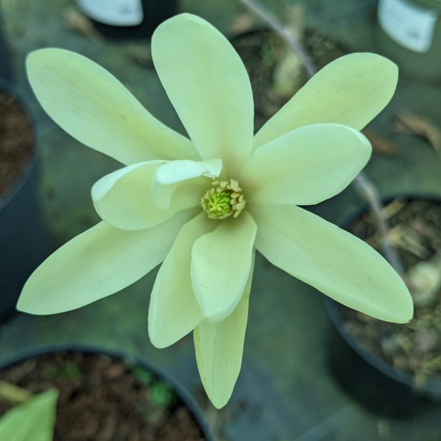 Magnolia Gold Star  AGM