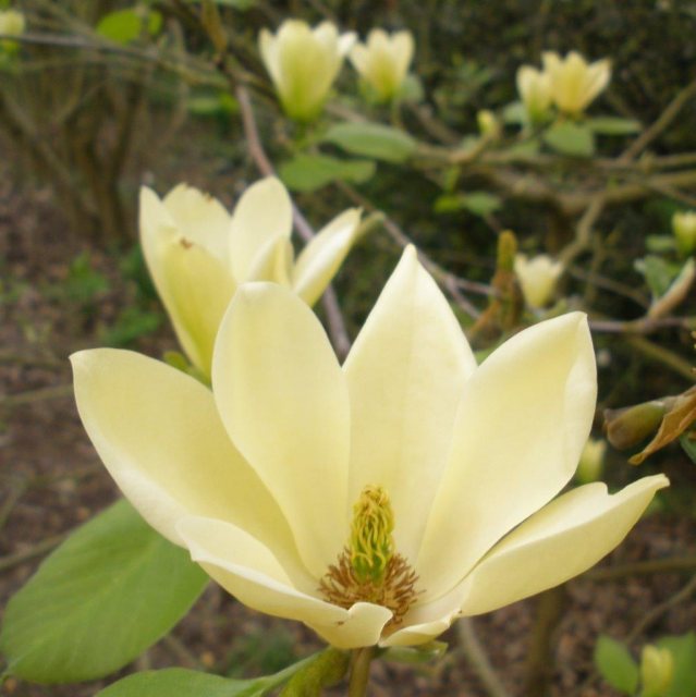 Magnolia Golden Gift