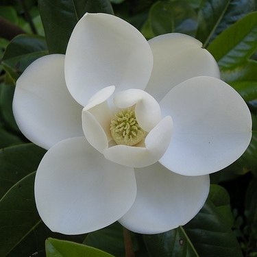 Magnolia grandiflora 'Victoria'  AGM