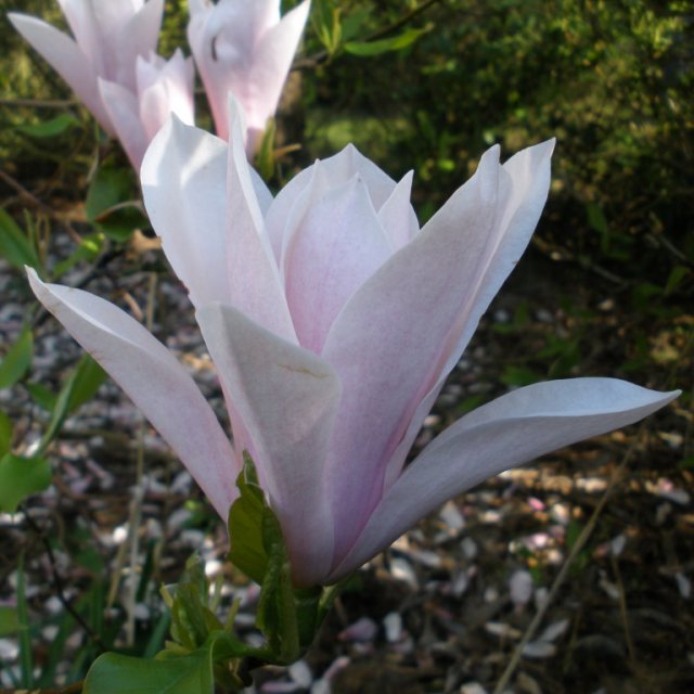 Magnolia Heaven Scent  AGM