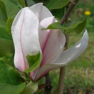 Magnolia Lina