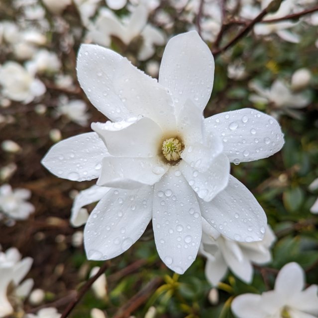 Magnolia x loebneri 'Donna'  AGM