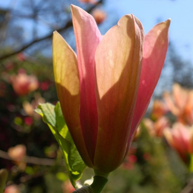 Magnolia Peachy