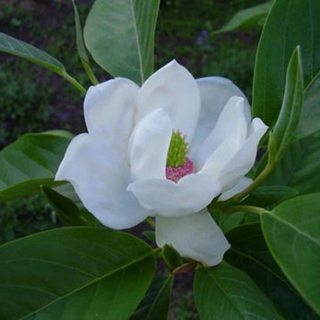 Magnolia Porcelain Dove
